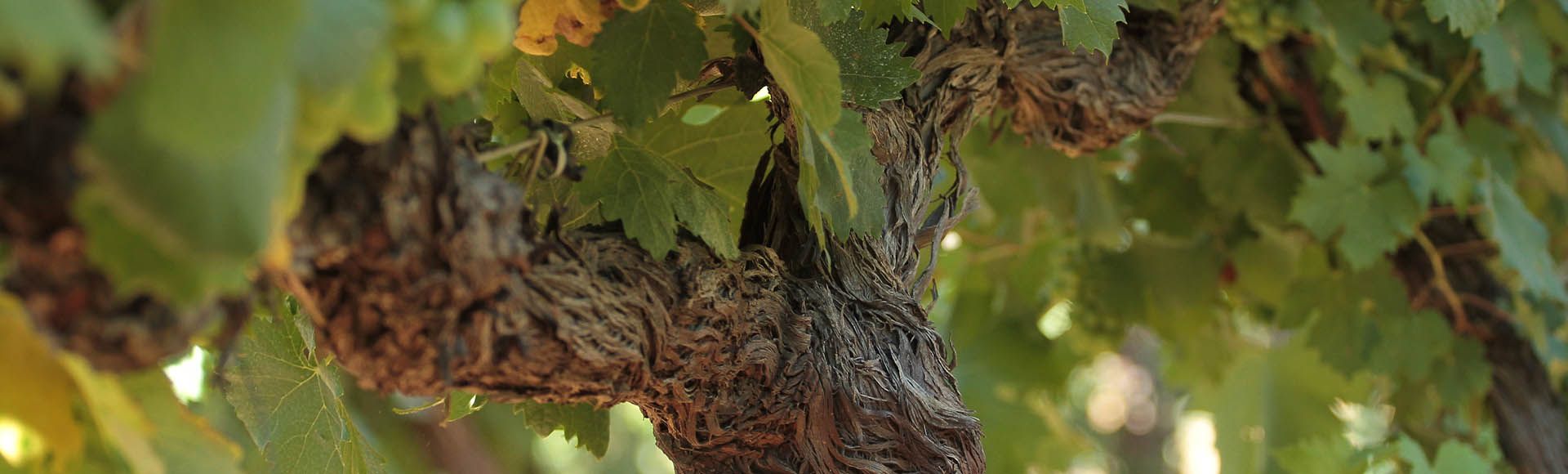 Château de l’Escarelle : du cépage Rolle au Cabernet-Sauvignon